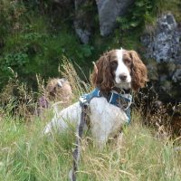 Fern Dog friendly country pub in Northumberland - Harbottle - Harbottle Village - Northumberland National Park