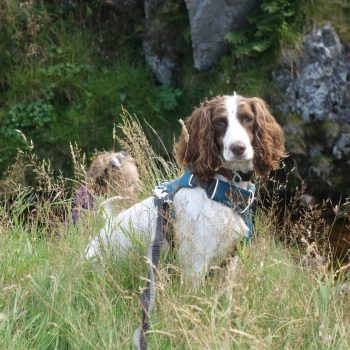 Fern Dog friendly country pub in Northumberland - Harbottle - Harbottle Village - Northumberland National Park