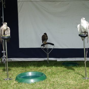 Dog friendly country pub in Northumberland - Harbottle - Harbottle Village - Northumberland National Park - Harbottle Show