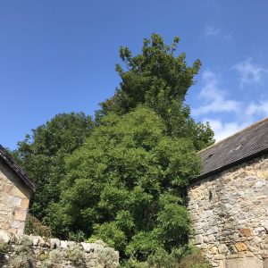 Dog friendly country pub in Northumberland - Harbottle - Harbottle Village - Northumberland National Park